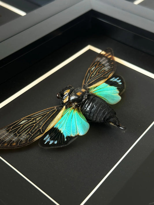Cicadas – Lepidora Entomology