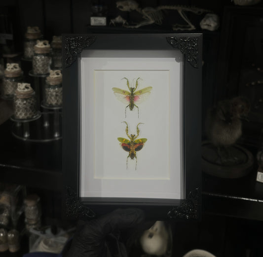 Mantis Pair (Vertical)