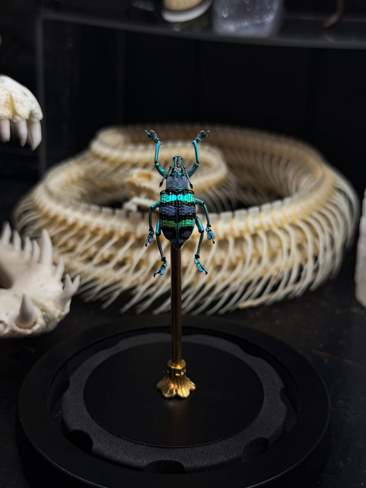 Vibrant Blue Weevil Dome
