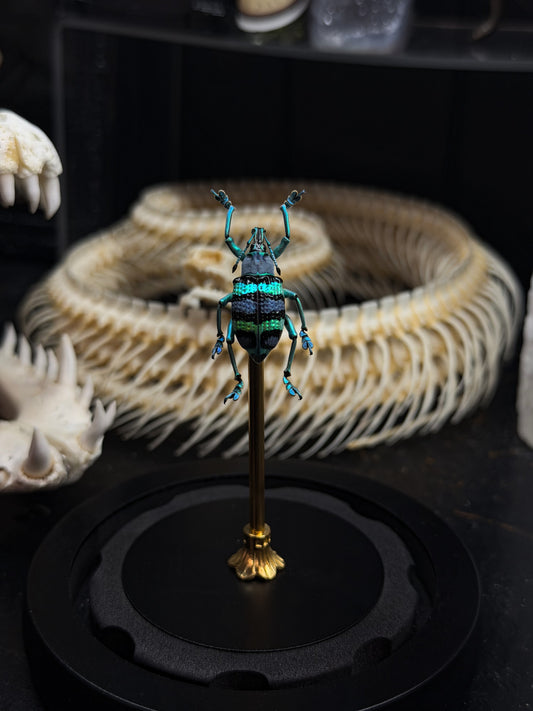Vibrant Blue Weevil Dome