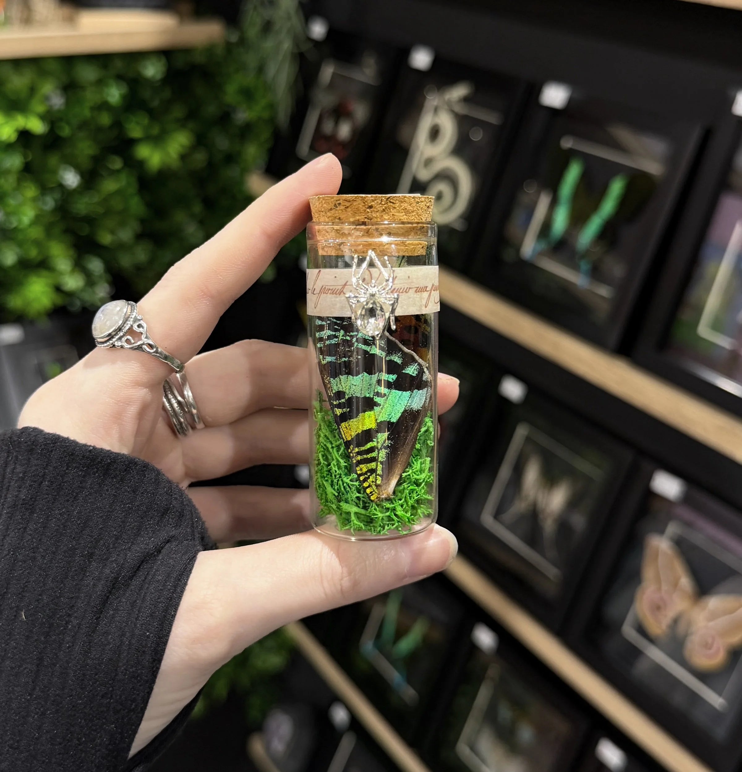 Madagascan Sunset Moth Wing Jar