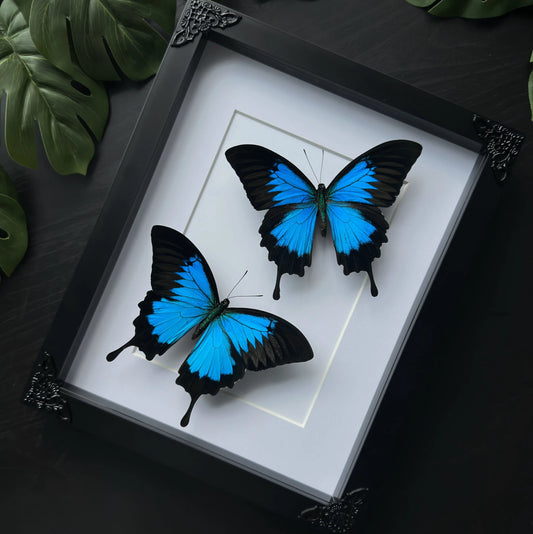 Papilio Ulysses pair