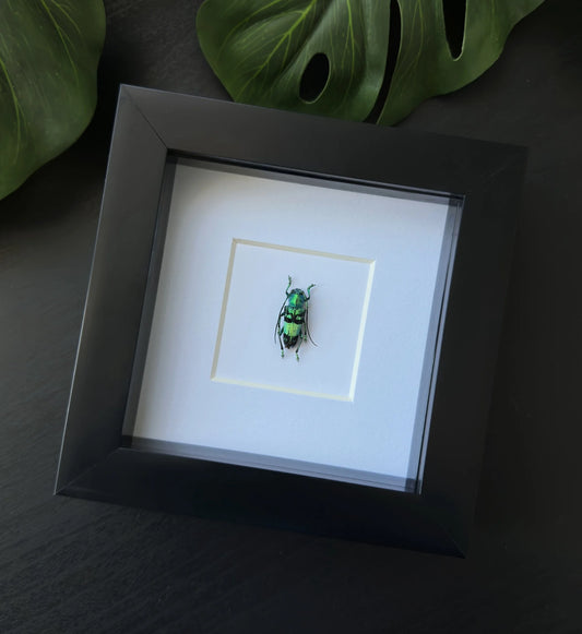 Metallic Beetle