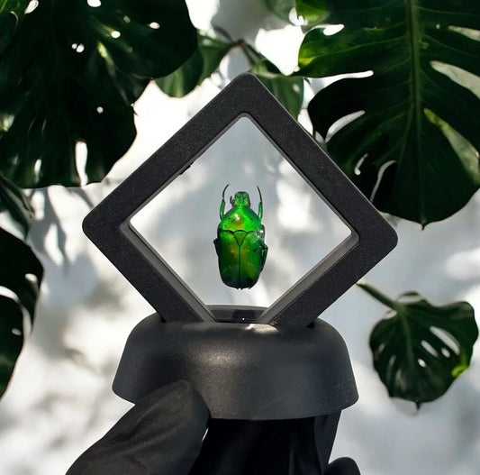 Beetle Display
