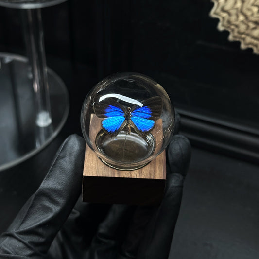 Blue Butterfly Bubble