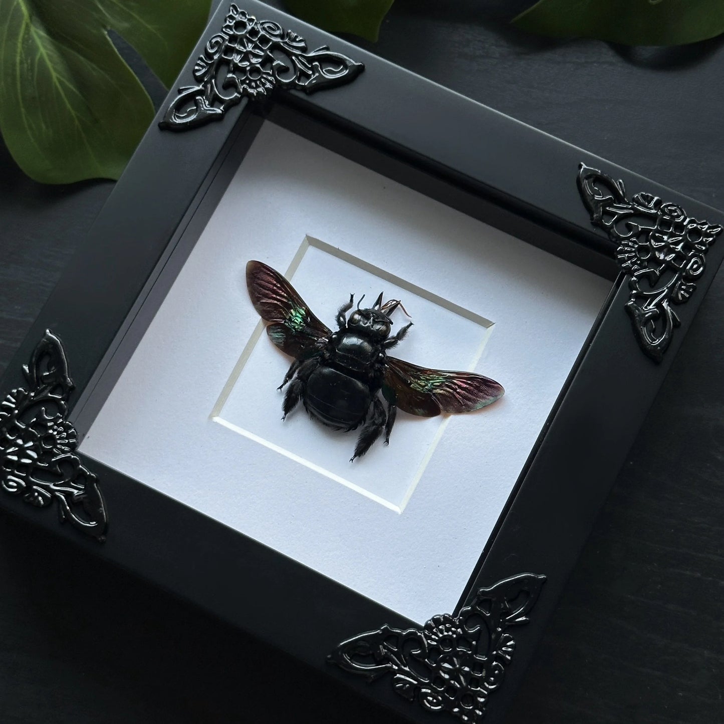 Black Carpenter Bee