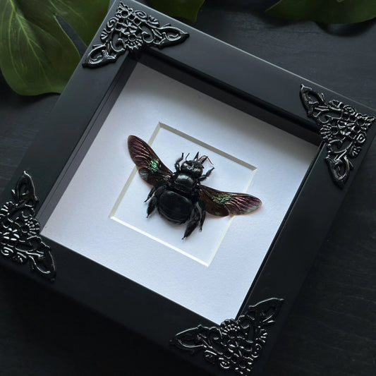 Black Carpenter Bee