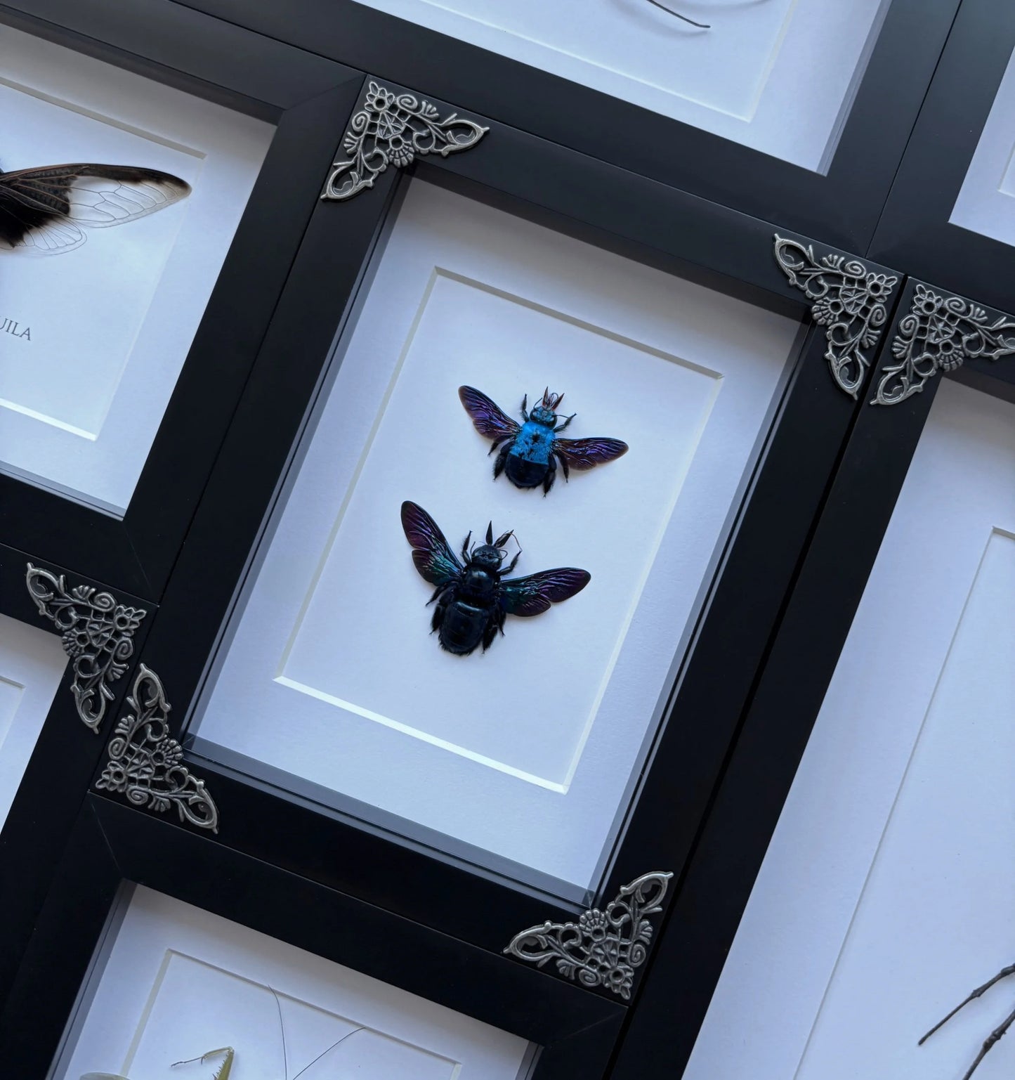 Black + Blue Carpenter Bee Duo