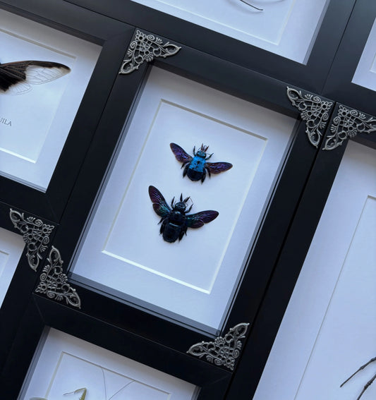 Black + Blue Carpenter Bee Duo
