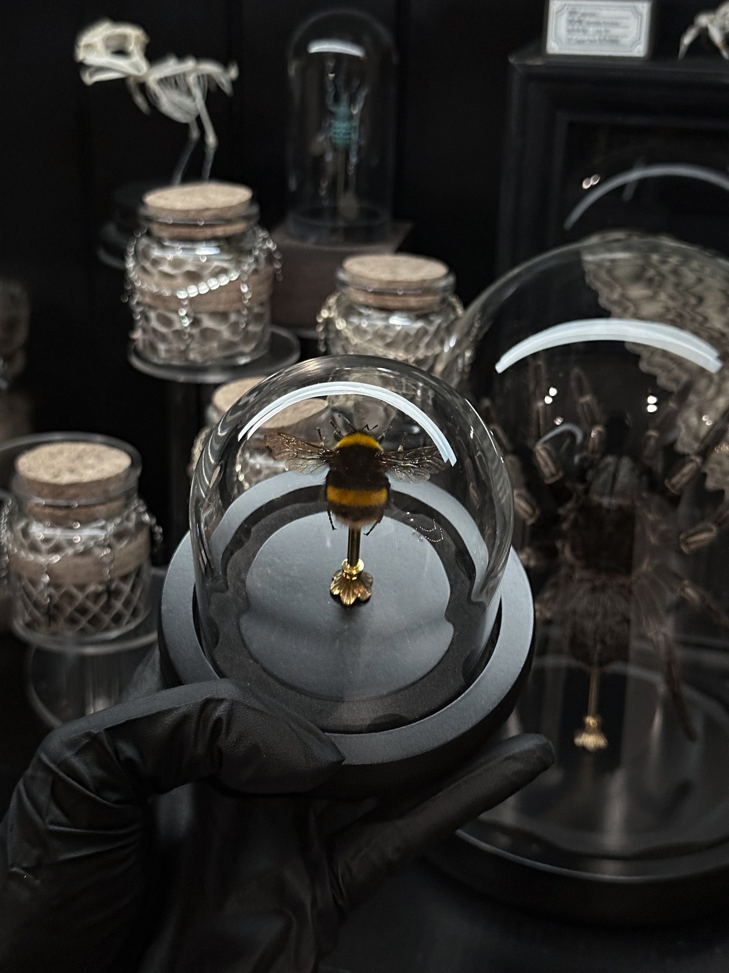 BumbleBee Dome