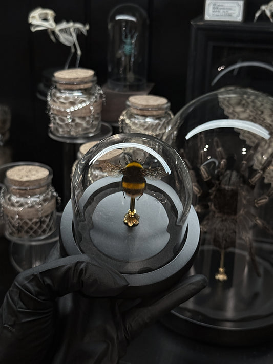 BumbleBee Dome