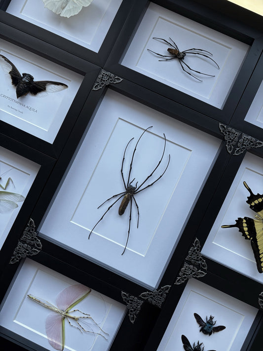 XL Golden Orb Weaver Spider
