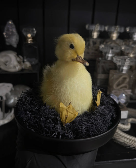 Sitting Duck Dome