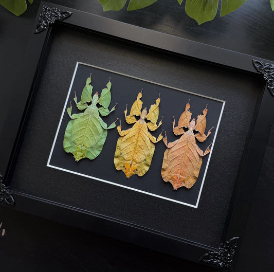 Phillium Insect Trio