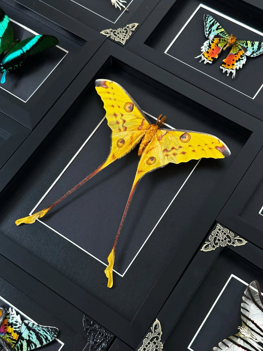 XL Argema Mittrei Comet Moth