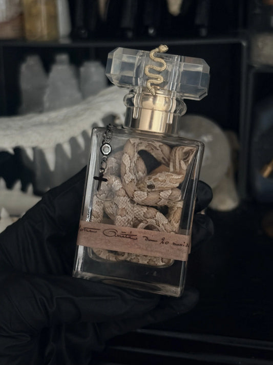 Vintage Style Wet Snake Specimen (#6)