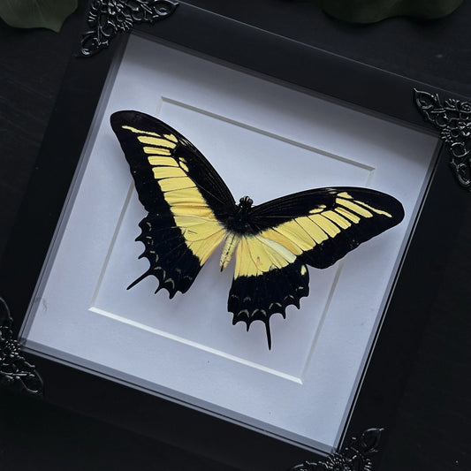Heraclides androgeus