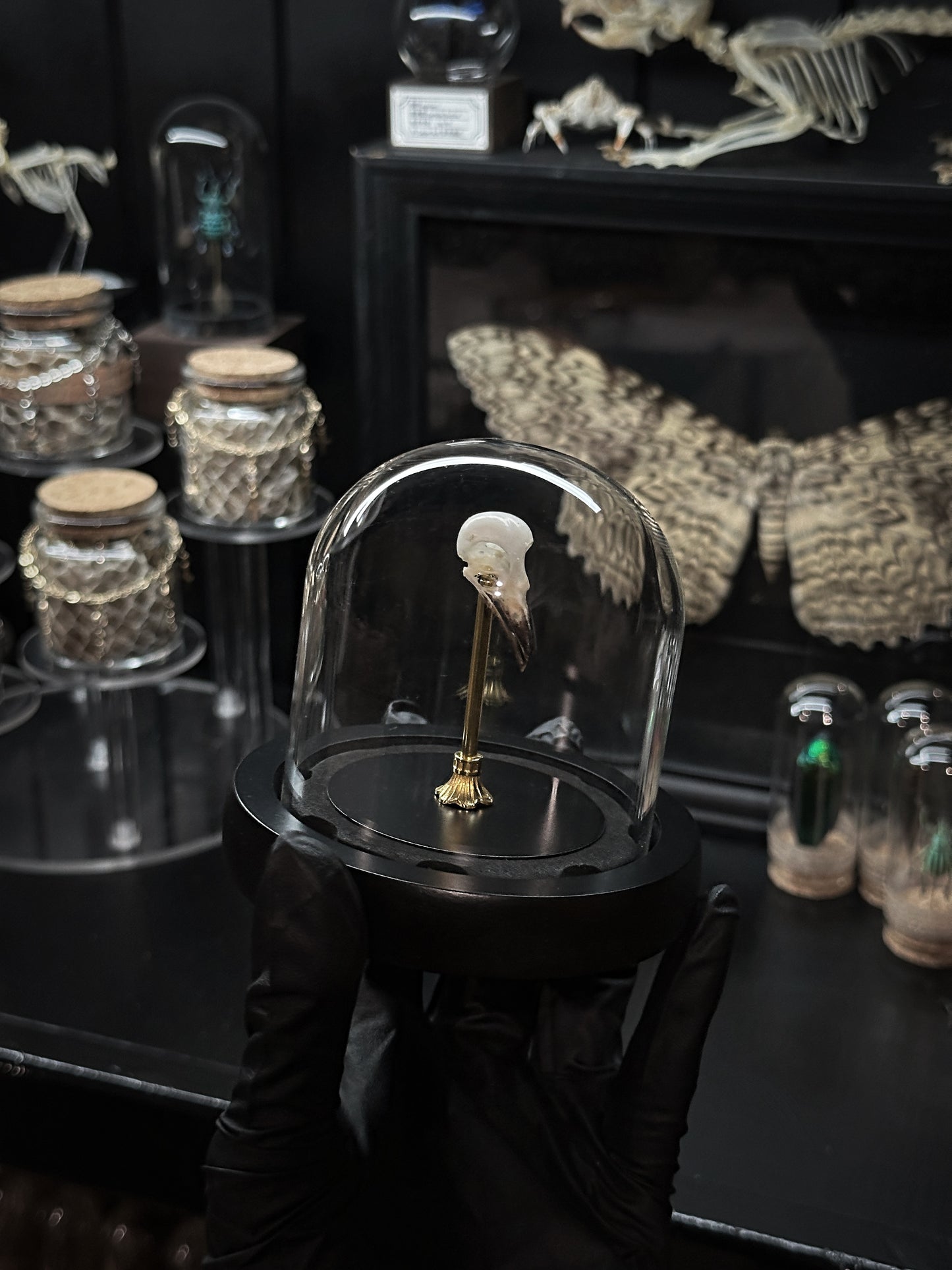 Bird Skull Dome