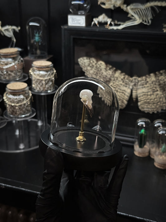 Bird Skull Dome