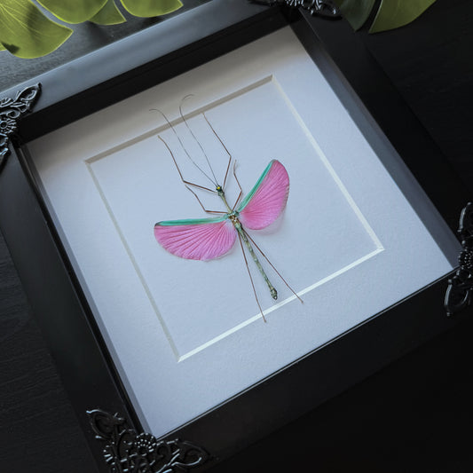 Pink Stick Insect