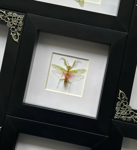 Small Praying Mantis