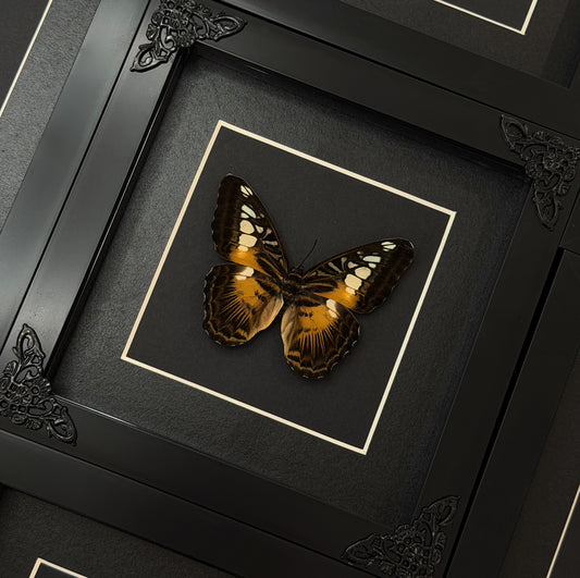 Brown Clipper butterfly (Parthenos sylvia)