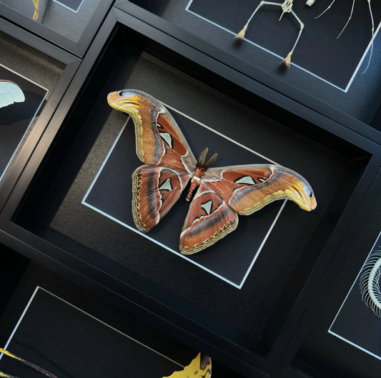 Atlas Moth