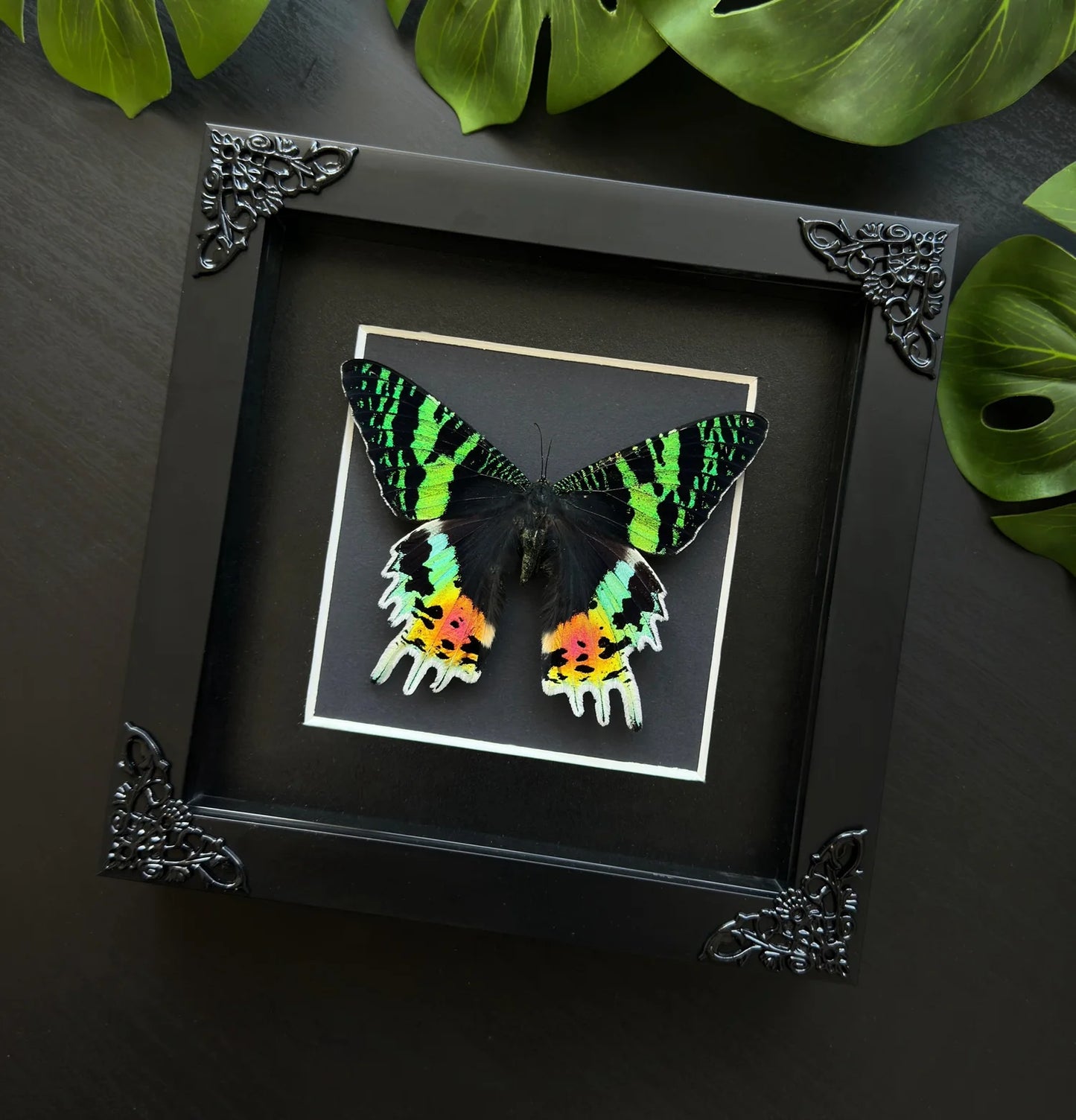 Madagasan Sunset Moth