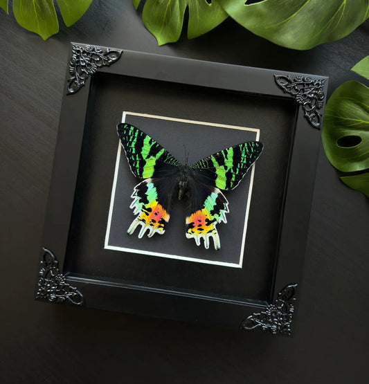 Madagasan Sunset Moth