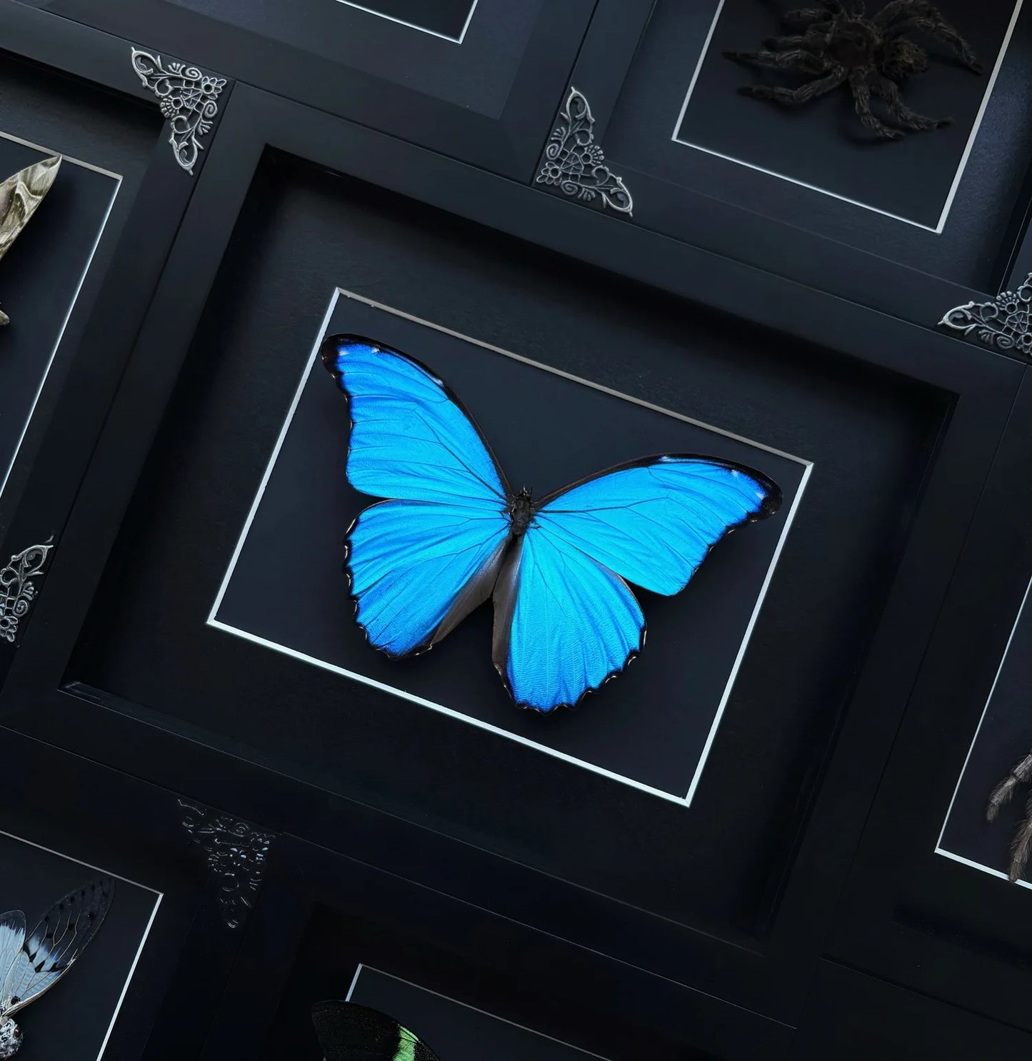 Morpho Didius