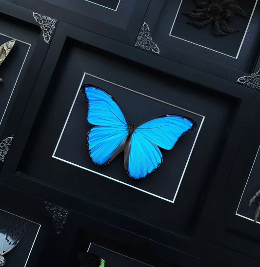 Morpho Didius