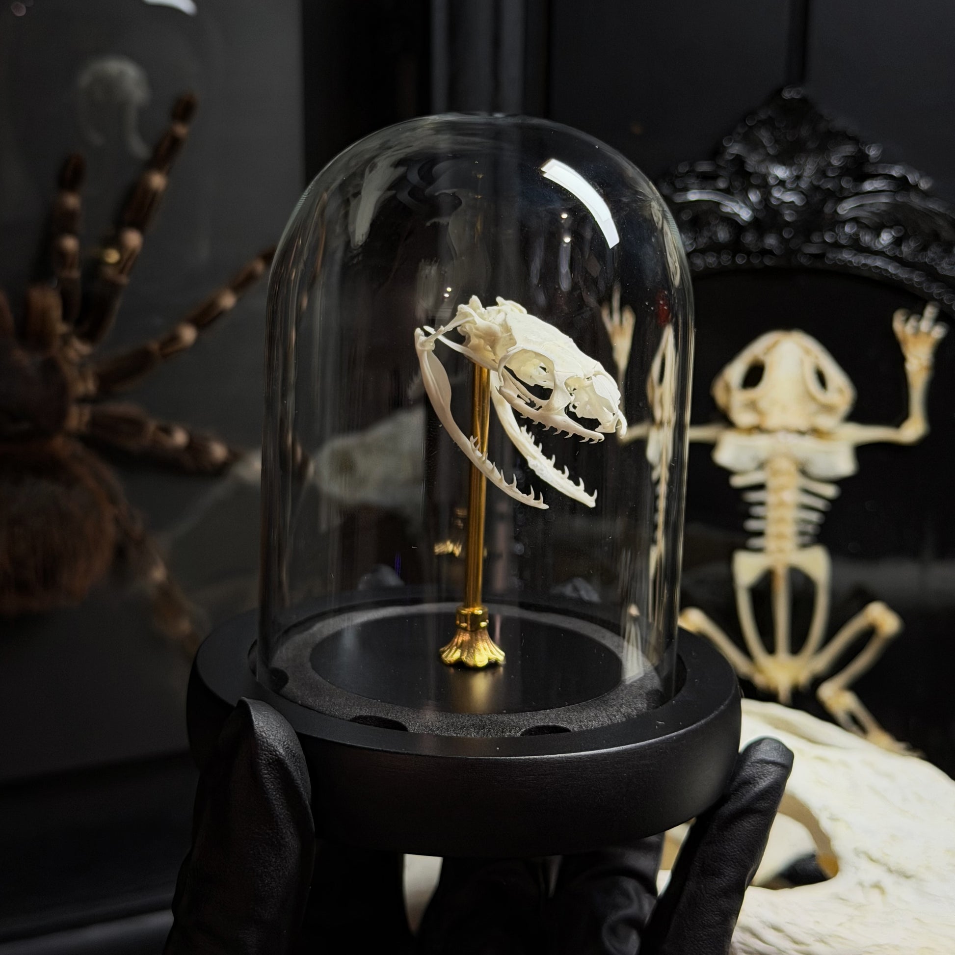 Lepidora Entomology Snake Skull Premium Dome showing detailed snake skull specimen on display.