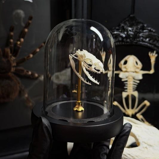 Lepidora Entomology Snake Skull Premium Dome showing detailed snake skull specimen on display.