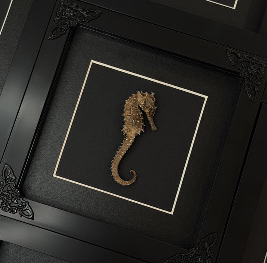 Dried Seahorse Frame