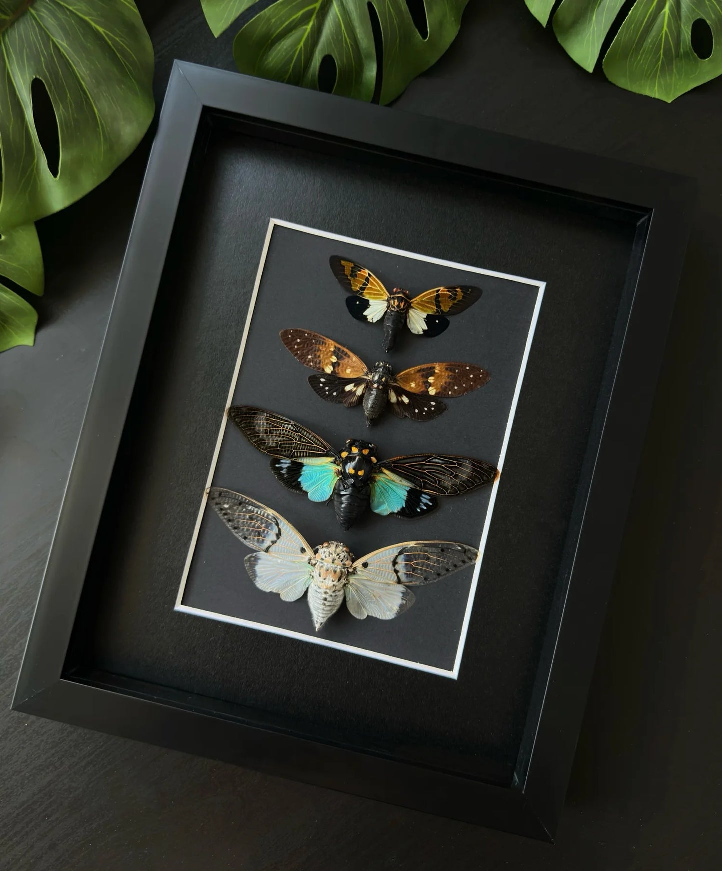 Cicada Family