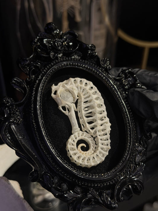 Curled SeaHorse Skeleton