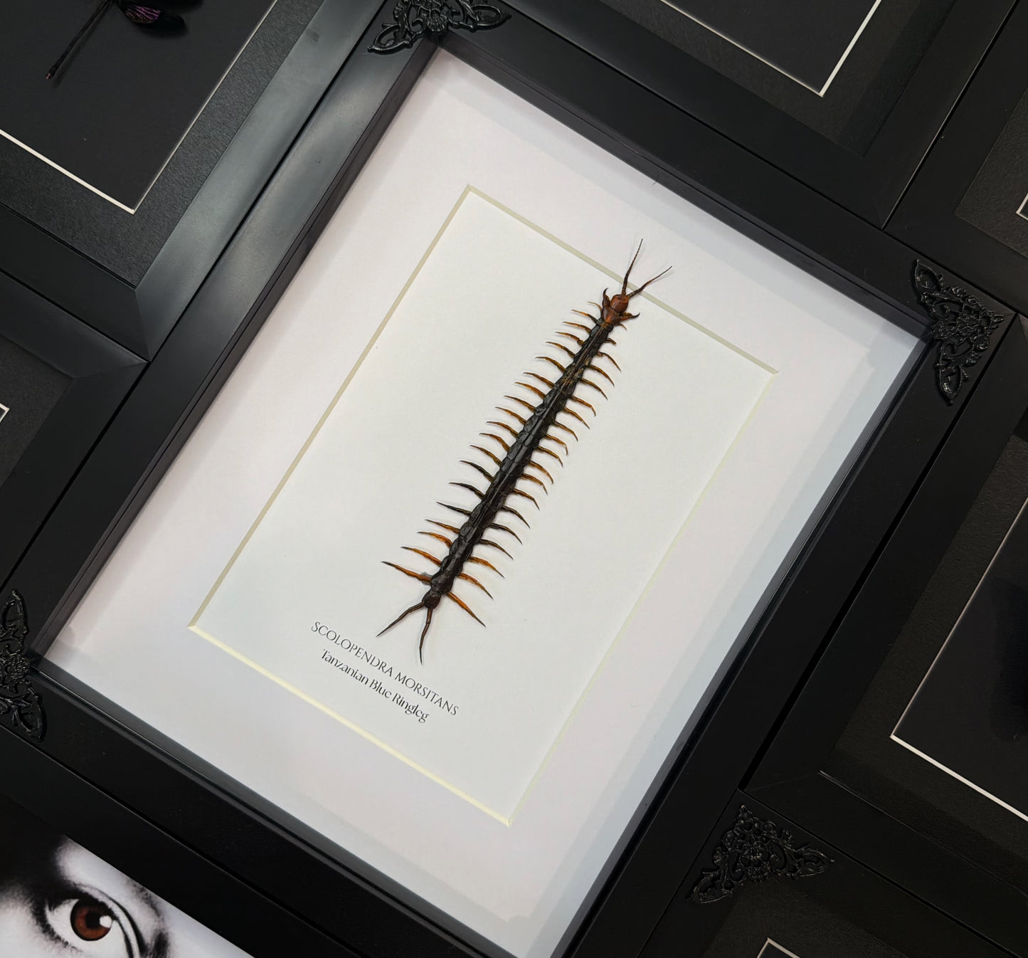 Blue Ringleg Centipede