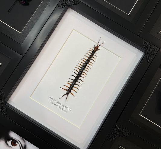 Blue Ringleg Centipede