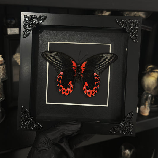 Papilio Mormon