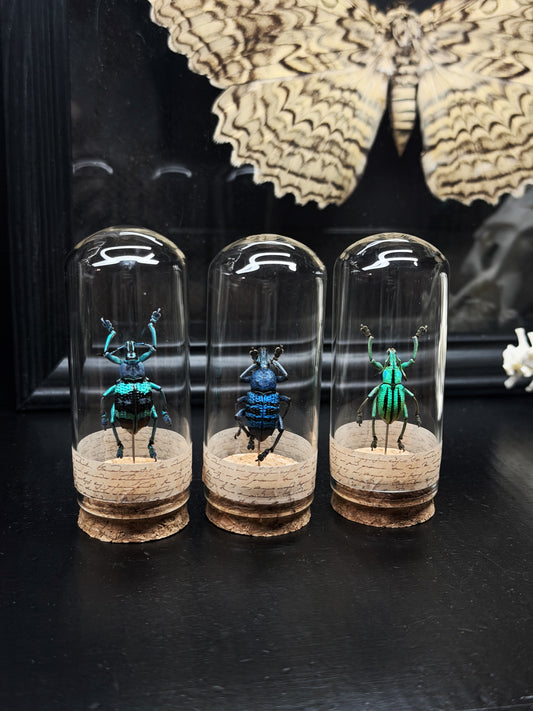 Weevil Trio