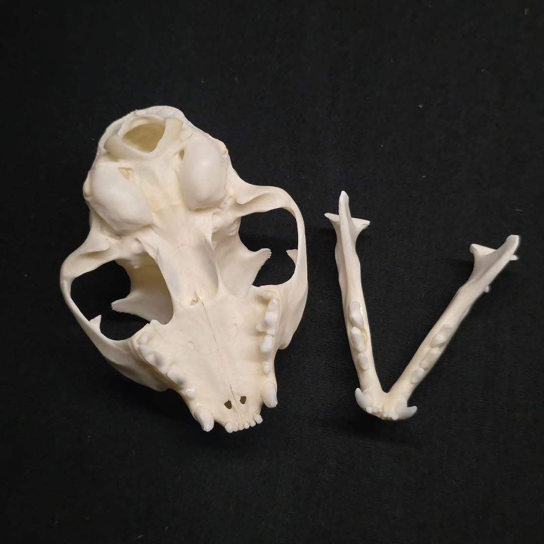 Feral Cat Skull