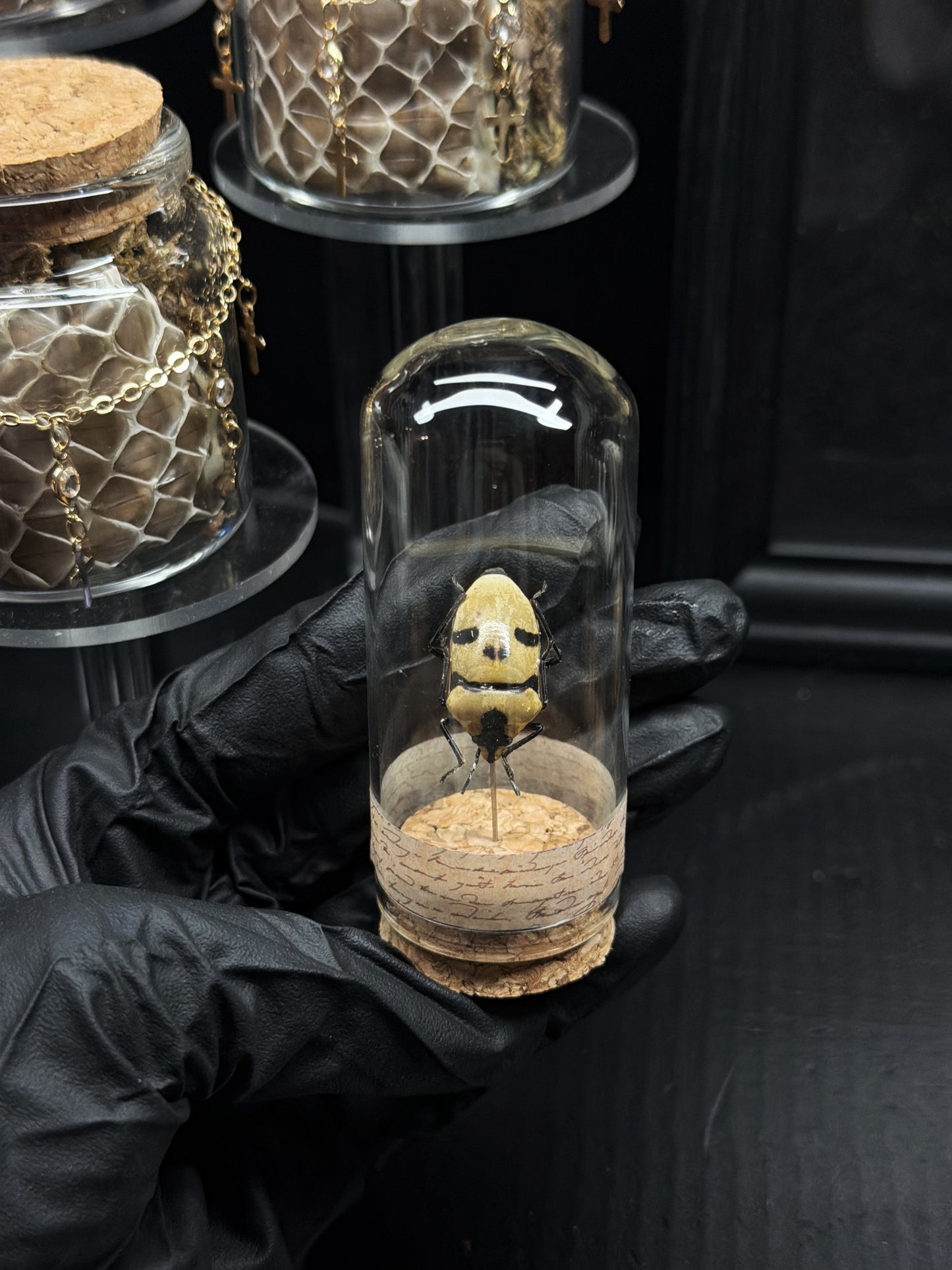 Ghost-Face Beetle Vial