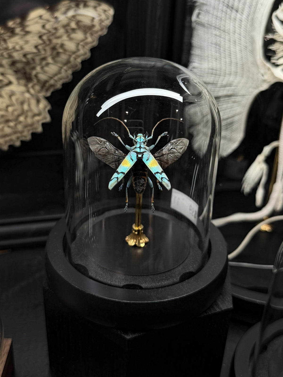 Spread Sapphire Beetle