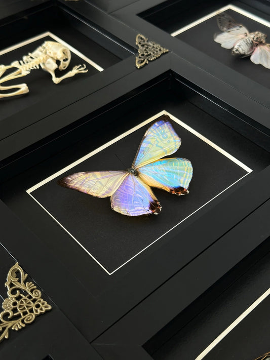 Morpho Aurora (UNCOMMON)