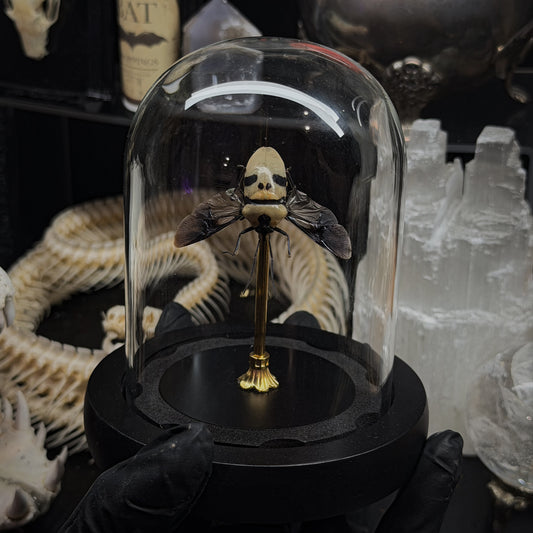 Ghost-Faced Beetle Dome