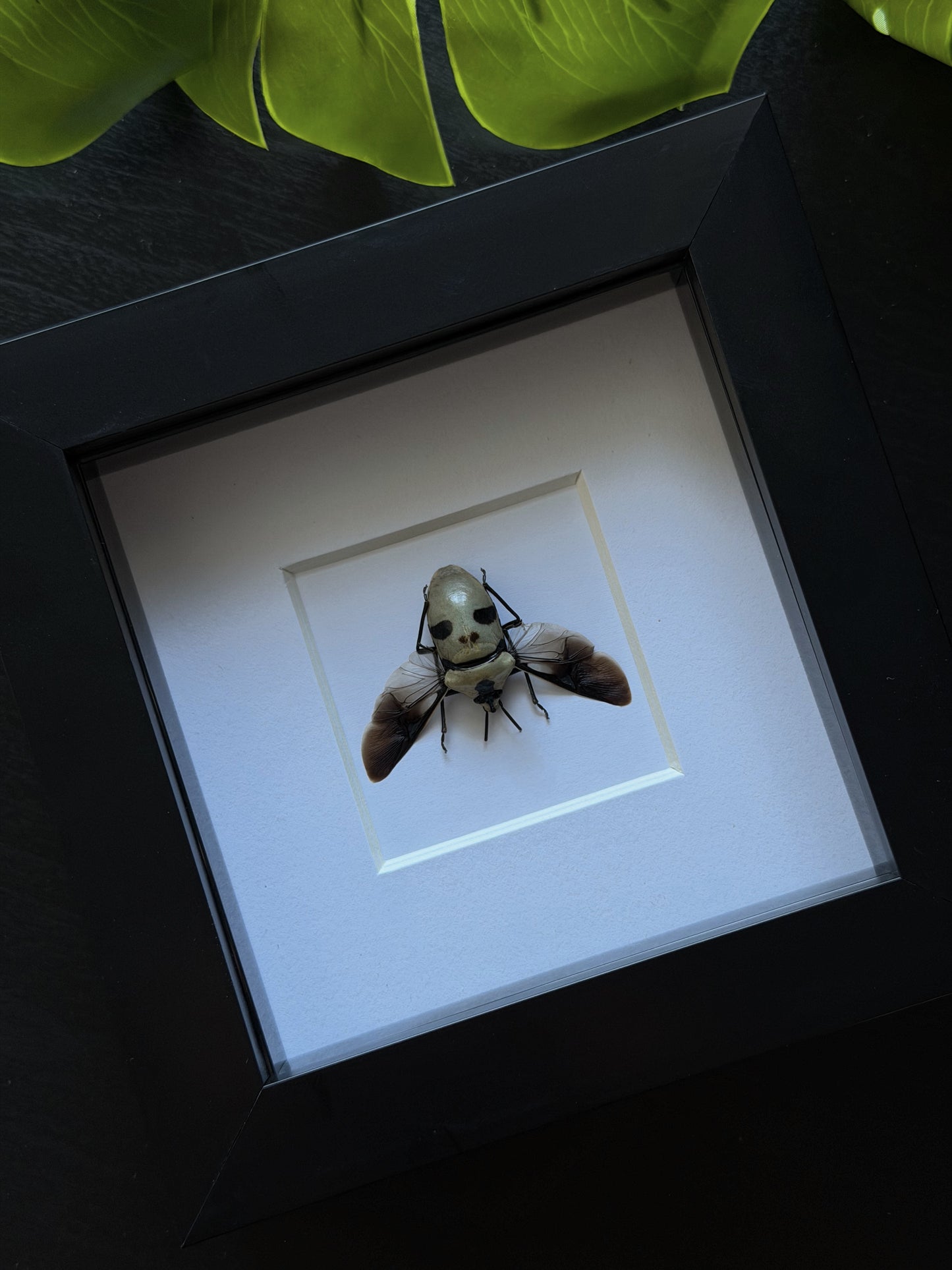 Ghost-Face Beetle