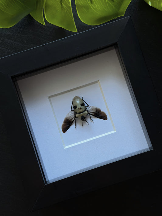 Ghost-Face Beetle