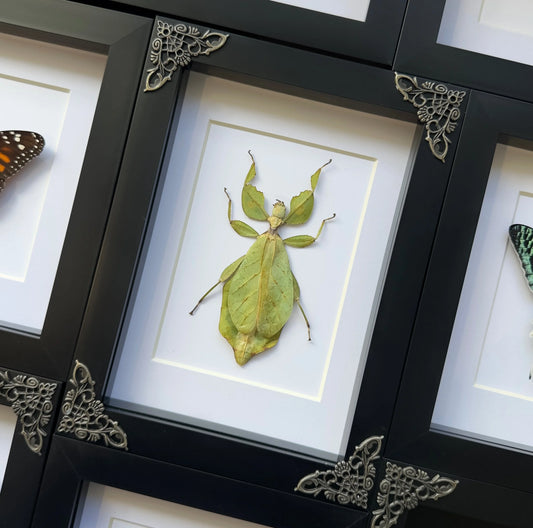 Leaf Insect (Phyllium celebicum)