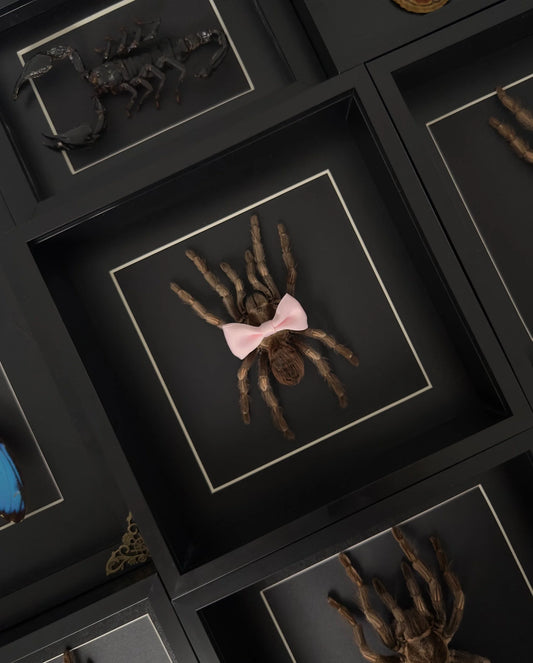 Cutie Patootie Tarantula