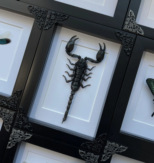 Scorpion (Javanimetrus cyaneus)